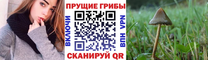 сайты даркнета телеграм  Лахденпохья  Галлюциногенные грибы Psilocybine cubensis  MEGA как войти 
